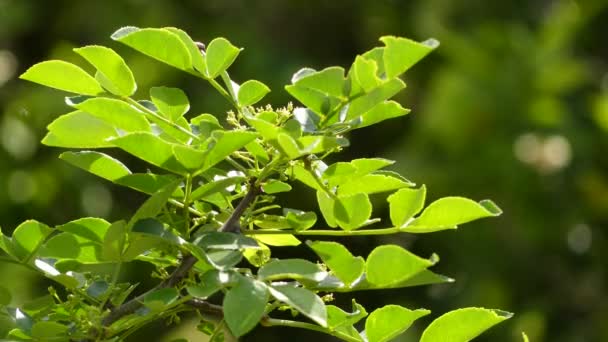 Zanthoxylum americanum (Xanthoxylum), a cinza espinhosa comum, a cinza espinhosa comum, a cinza espinhosa comum ou a cinza espinhosa do norte (também chamada às vezes de árvore de dor de dente, madeira amarela ou suterberry.
). - Filmagem, Vídeo