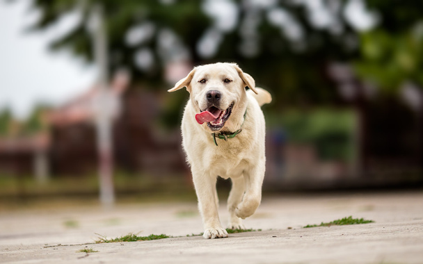 Labrador retriever tocando no parque
 - Foto, Imagem
