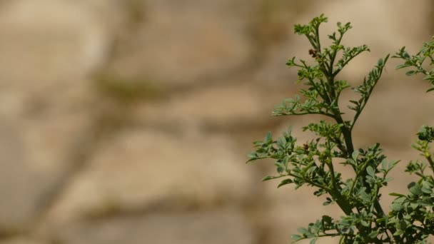 Ruta graveolens, közismert nevén a Rue, a közös Rue vagy Herb-of-Grace, a faj Ruta nőtt, mint egy Dísznövény, és mint gyógynövény. A Balkán-félsziget őshonos. - Felvétel, videó