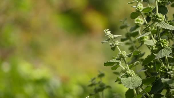 Marrubium vulgare (white horehound or common horehound) is a flowering plant in the family Lamiaceae, native to Europe, northern Africa, and southwestern and central Asia. - Footage, Video