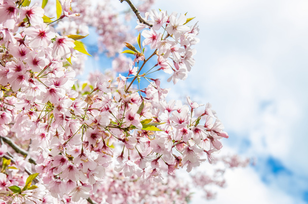 Spring Sakura Cherry Blossom in New Zealand - Fotoğraf, Görsel