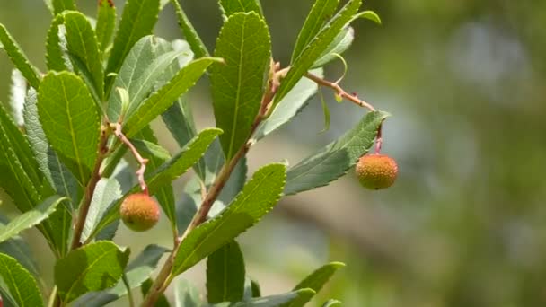 イチゴノキ (いちごの木) は常緑低木または小さな木、ツツジ、アイルランドのイチゴの木、カインや杖のアップルまたは時々 キラーニーとして知られているの. - 映像、動画