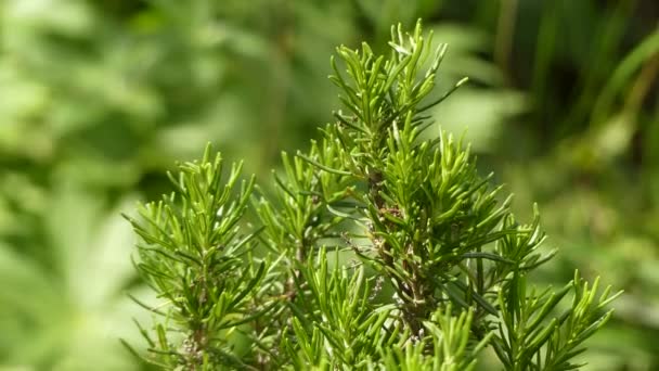 Rosmarinus officinalis, powszechnie znany jako rozmaryn, jest Woody, wieloletnie zioło z pachnące, wiecznie zielone, igły jak liście i białe, różowe, fioletowe lub niebieskie kwiaty, pochodzi z regionu śródziemnomorskiego. - Materiał filmowy, wideo
