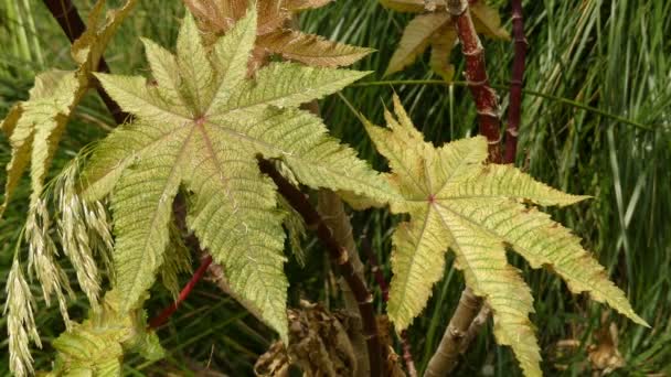Ricinus communis es una especie de planta fanerógama perteneciente a la familia de las euforbiáceas. Es la única especie del género monotípico, Ricinus, y subtribu, Ricinininae
. - Imágenes, Vídeo