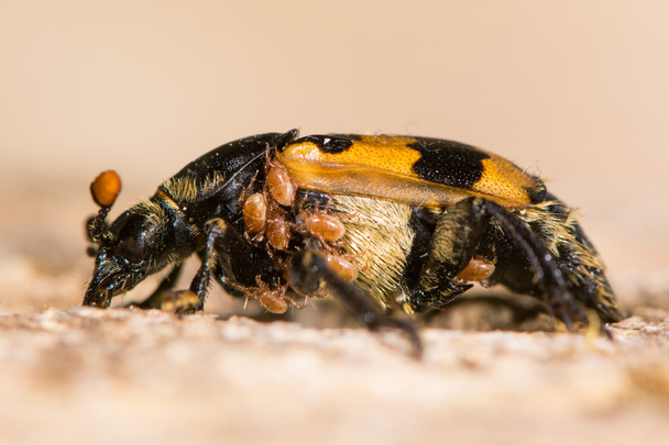 Nicrophorus vespillo enterrando escarabajo con ácaros
 - Foto, imagen