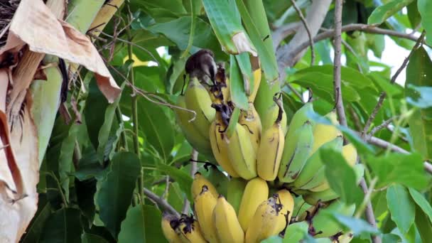 Vogel, bulbul Vogel essen wachsenden Haufen Bananen auf Plantage, Tracking Nahaufnahme aufgenommen qualitativ hochwertige Aufnahmen in hd - Filmmaterial, Video
