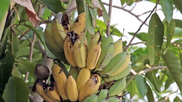 Птица, Bulbul птицы едят растущие бананы на плантации, отслеживание крупным планом съемки высокого качества в HD
 - Кадры, видео