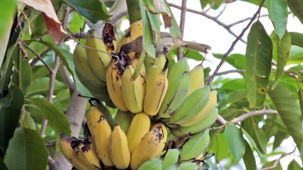Pájaro, Bulbul pájaro comer racimo creciente de plátanos en la plantación, seguimiento de primer plano filmación de alta calidad en HD
 - Metraje, vídeo