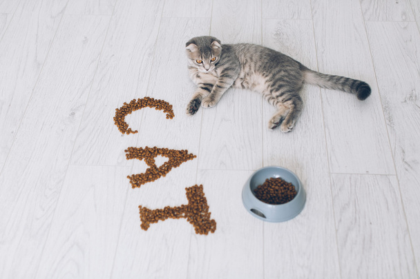 Сірий кіт за чашкою їжі
 - Фото, зображення