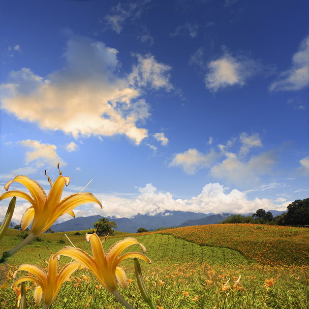 квітка Лілійник
 - Фото, зображення