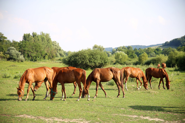 Stado kasztanowe koni pasących się na zielony łąka  - Zdjęcie, obraz