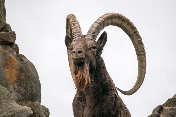 Yksi suuri Siperian ibex
 - Valokuva, kuva