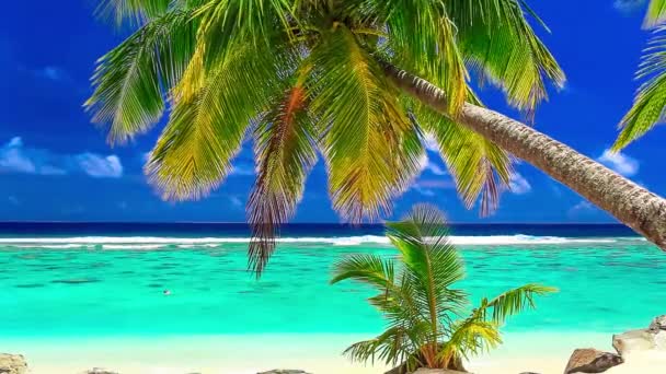 Κύματα σε μια πολυσύχναστη τροπική παραλία με φοινικόδεντρα, Νήσοι Κουκ - Πλάνα, βίντεο