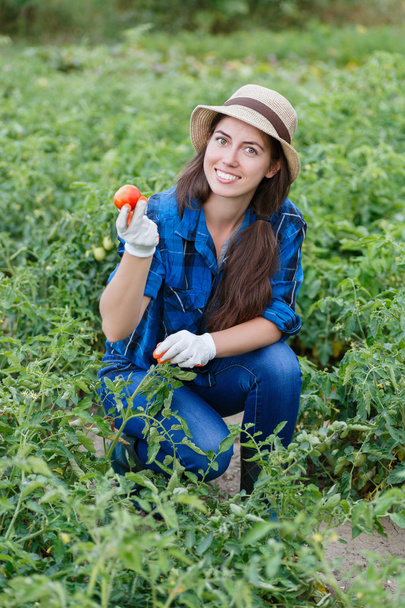 woman harvesting tomatoes - 写真・画像