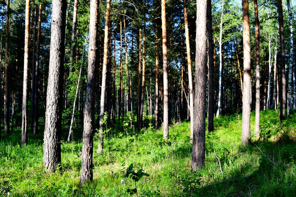  Nature Altaya pleases eye - Valokuva, kuva