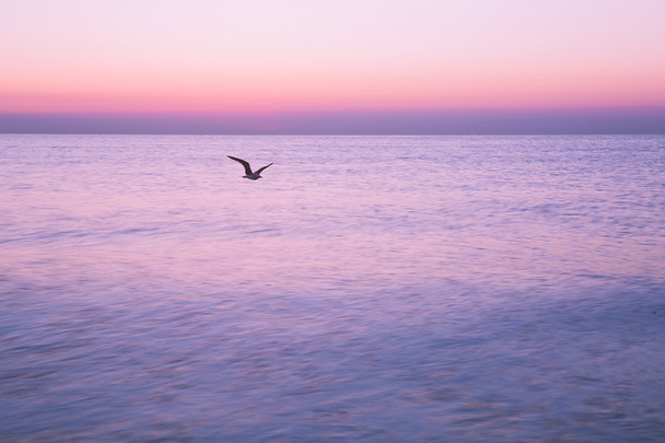 Vliegende zeemeeuw bij zonsopgang op de zee op de achtergrond van een rustige zee en de rijzende zon. - Foto, afbeelding