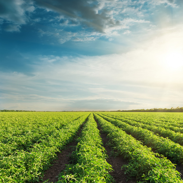 campo agrícola com tomates verdes e pôr do sol nas nuvens
 - Foto, Imagem