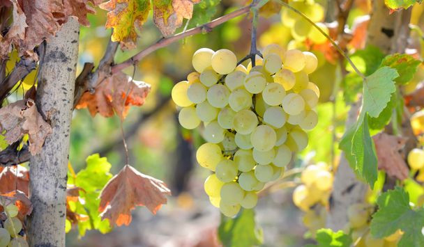 Білий виноград на винограднику
 - Фото, зображення