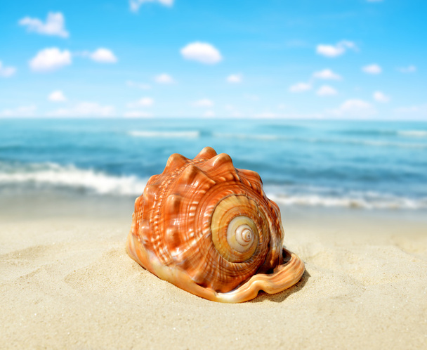 Tropical sea shell - Photo, Image