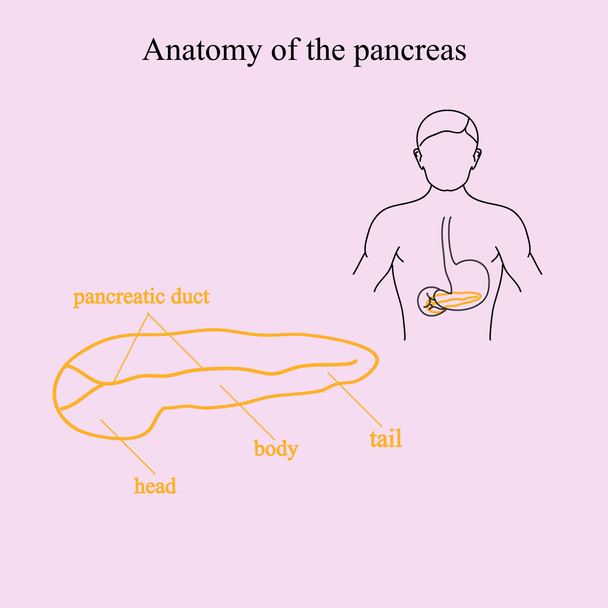 Pankreas anatomisi. İnsan vücudunda pankreas otelinin konumu - Vektör, Görsel