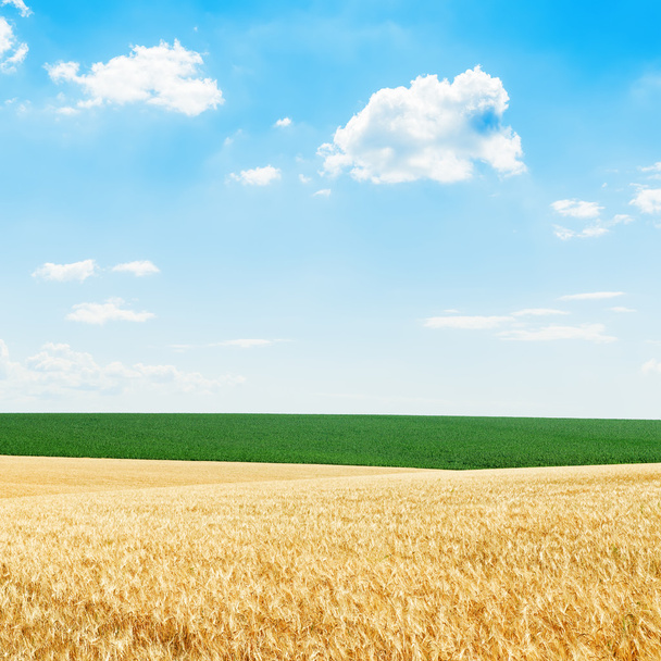 campos verdes sob céu azul nublado e colheita dourada - Foto, Imagem