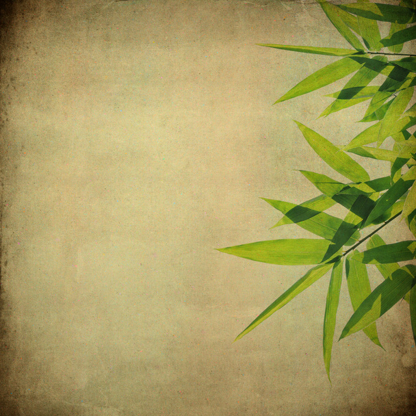 Hojas de bambú en grunge
 - Foto, Imagen