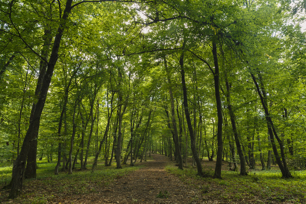 tajemný les, Hoia-Baciu, Rumunsko Blízko Cluj - Fotografie, Obrázek