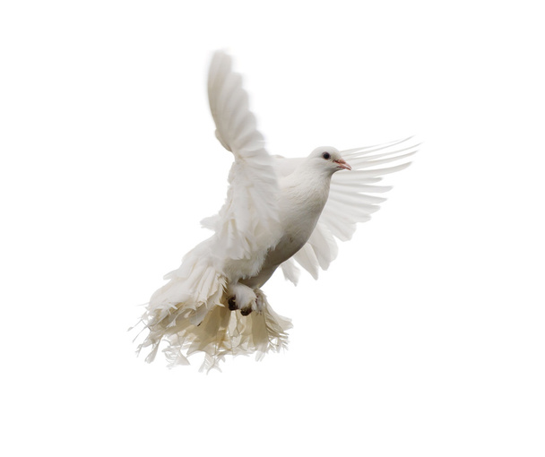 White dove - Фото, изображение