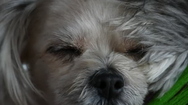 Σκύλος τόσο χαριτωμένο ύπνο - Πλάνα, βίντεο