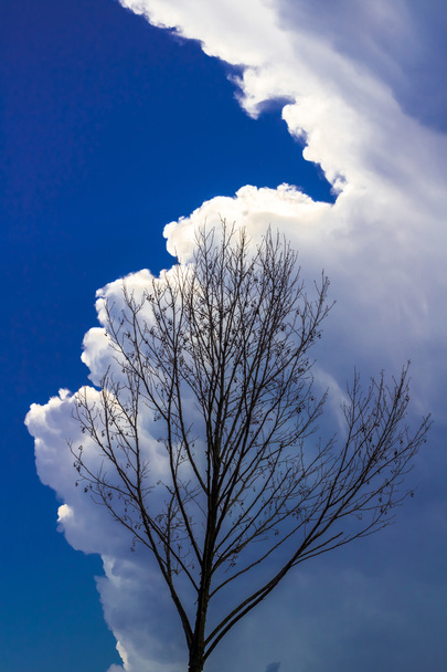 Мертве дерево і скручена хмарна композиція
 - Фото, зображення