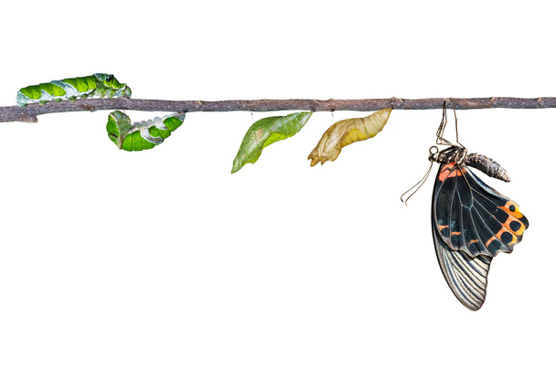 Ciclo de vida isolado da grande borboleta mórmon masculina de caterpil
 - Foto, Imagem