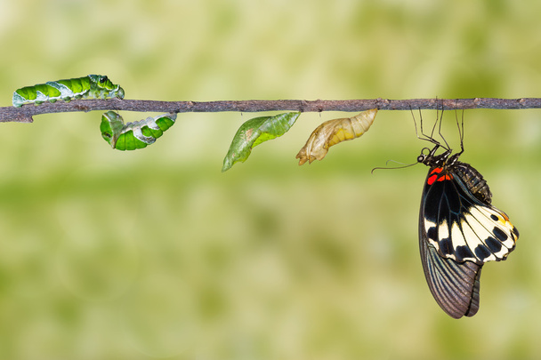 毛虫から女性の偉大なモルモン教の蝶のライフ サイクル - 写真・画像