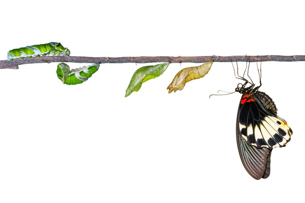 Geïsoleerde levenscyclus van vrouwelijke grote mormon vlinder uit caterp - Foto, afbeelding