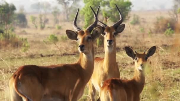 Impala Ram Hareketsiz Afrika 'da - Video, Çekim