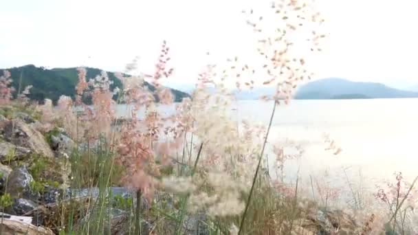 Όμορφο λουλούδι στο dum - Πλάνα, βίντεο