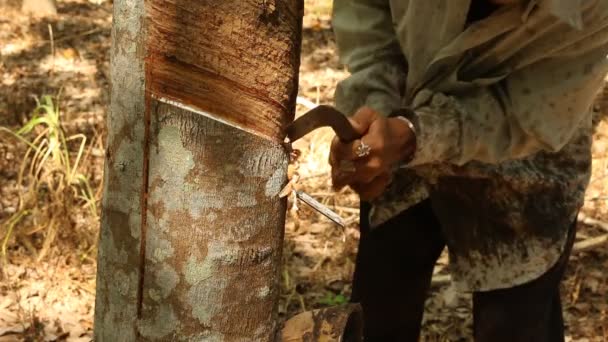 Πατώντας λατέξ από ένα φυσικό δέντρο καουτσούκ - Πλάνα, βίντεο