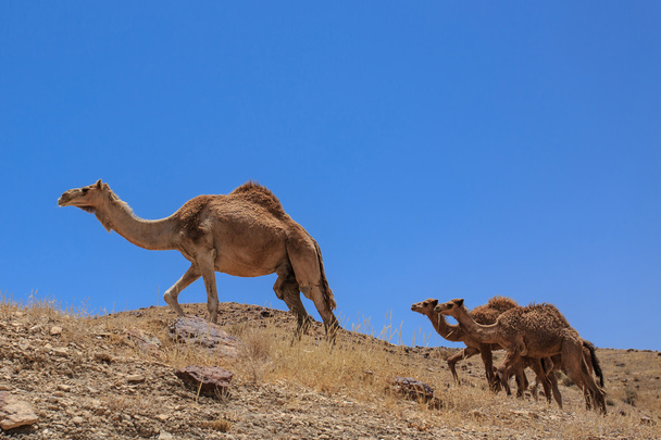 Ισραήλ, έρημο, ένα κοπάδι από καμήλες Arabian - Φωτογραφία, εικόνα