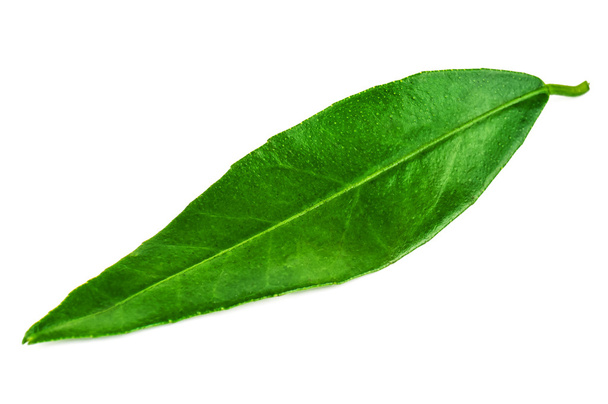 green mandarin (tangerine) leaf - Photo, Image