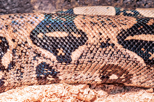 python skin texture - Foto, Imagen