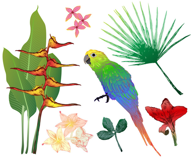 Conjunto de vetores de elementos tropicais coloridos para o seu design
 - Vetor, Imagem