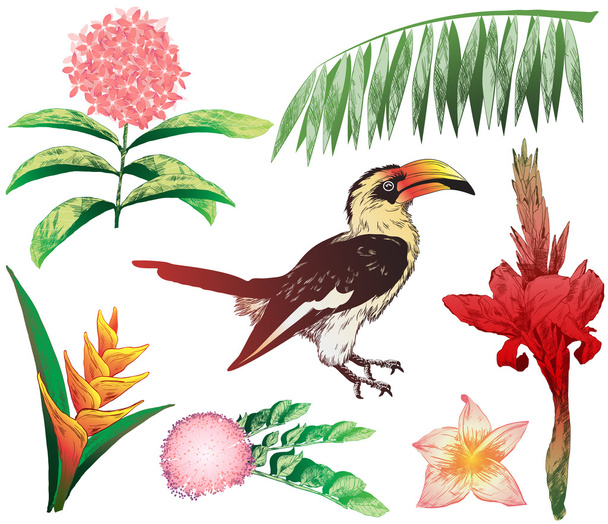 красочные тропические элементы для вашего дизайна (джунгли растений и
 - Вектор,изображение
