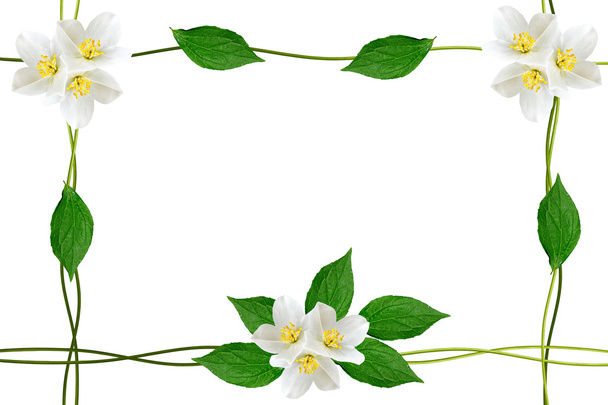  branch of jasmine flowers isolated on white background. spring  - Fotó, kép