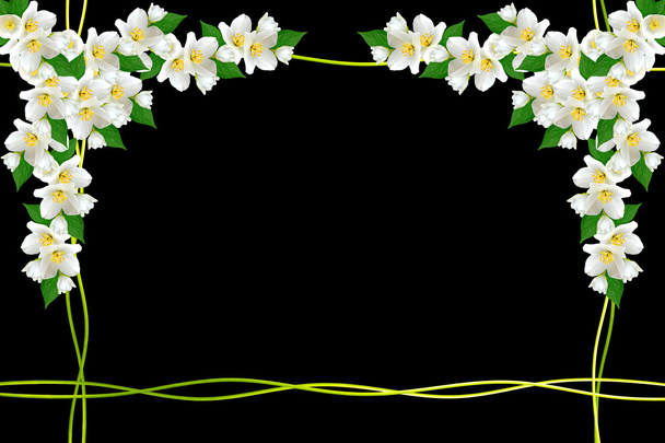  haara jasmiinin kukkia eristetty mustalla pohjalla. kevät
  - Valokuva, kuva