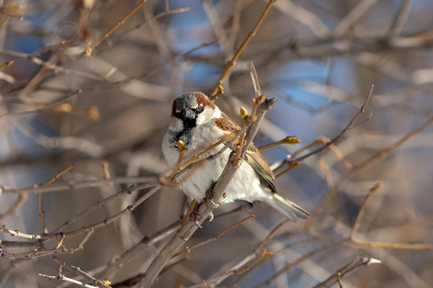 Sparrow na bush větve - Fotografie, Obrázek