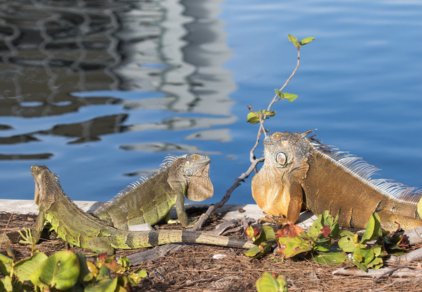 Zelená Iguanas zobrazeno teritoriální chování - Fotografie, Obrázek