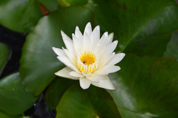 Beaufijul beyaz lotus - Fotoğraf, Görsel