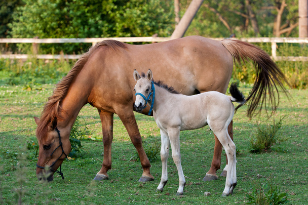 Mare and her foal - Foto, Bild