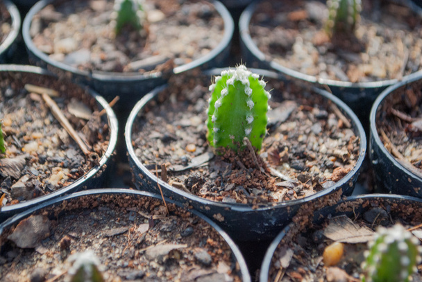 Pieni vihreä kaktus valikoiva painopiste kukkaruukku huonekasvi
 - Valokuva, kuva