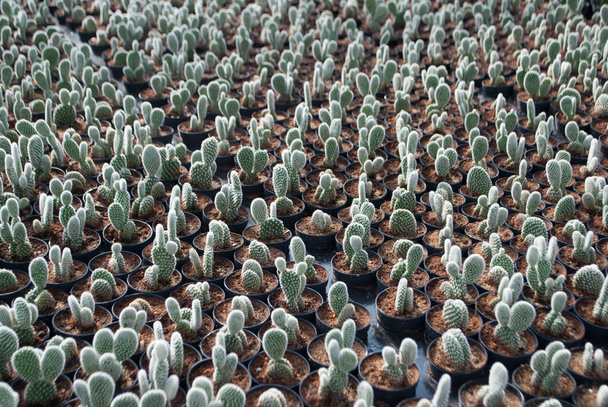 小さな緑のサボテン植木鉢観葉植物の選択と集中 - 写真・画像