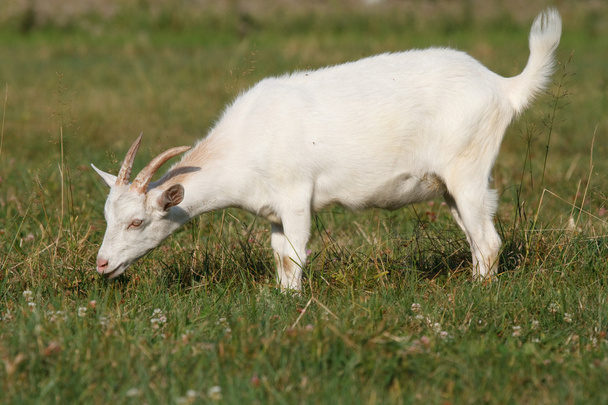 Uma cabra a pastar no prado
 - Foto, Imagem